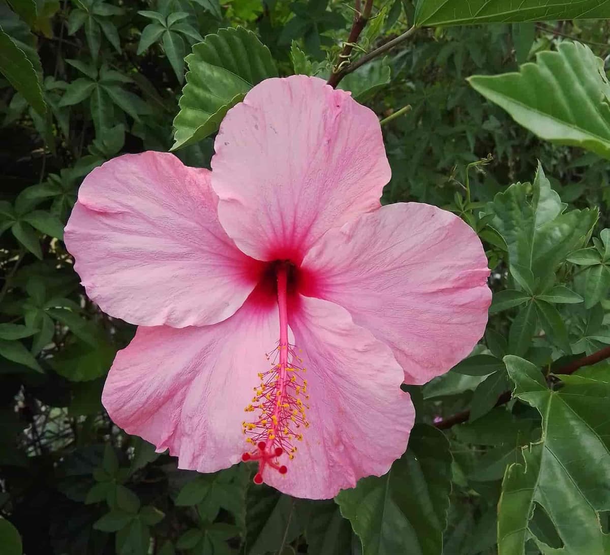 Fleur d’hibiscus